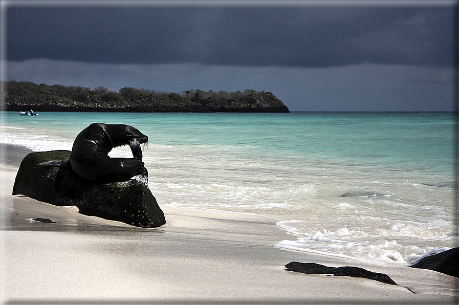 foto Isole Galapagos